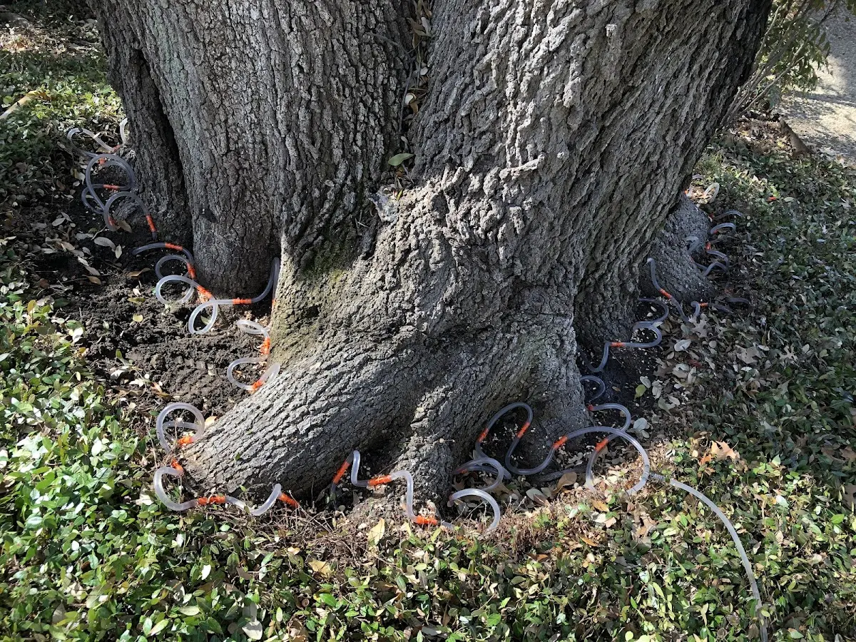 Detailed Tree Cabling and Bracing job site in Dutch Harbor