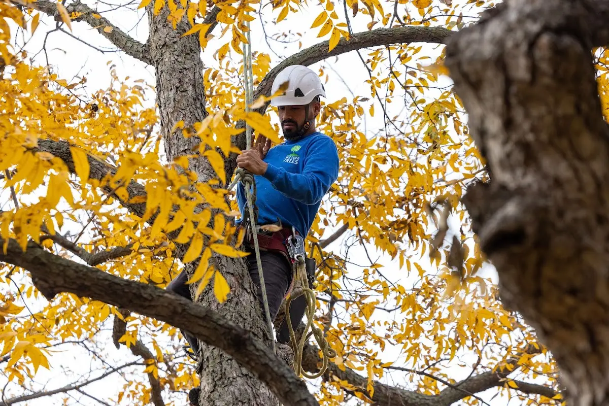 Skilled Tree Pruning crew working in Dutch Harbor